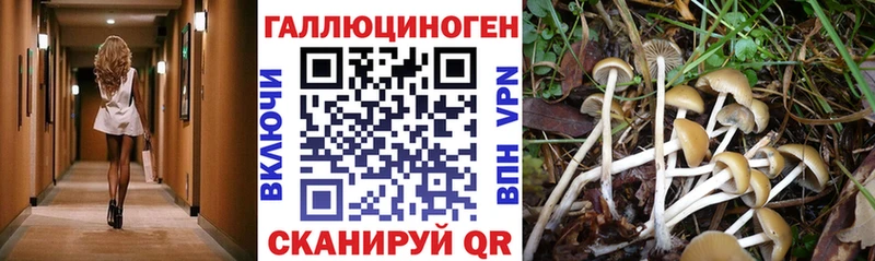 kraken ссылки  Карабаново  Галлюциногенные грибы Cubensis 